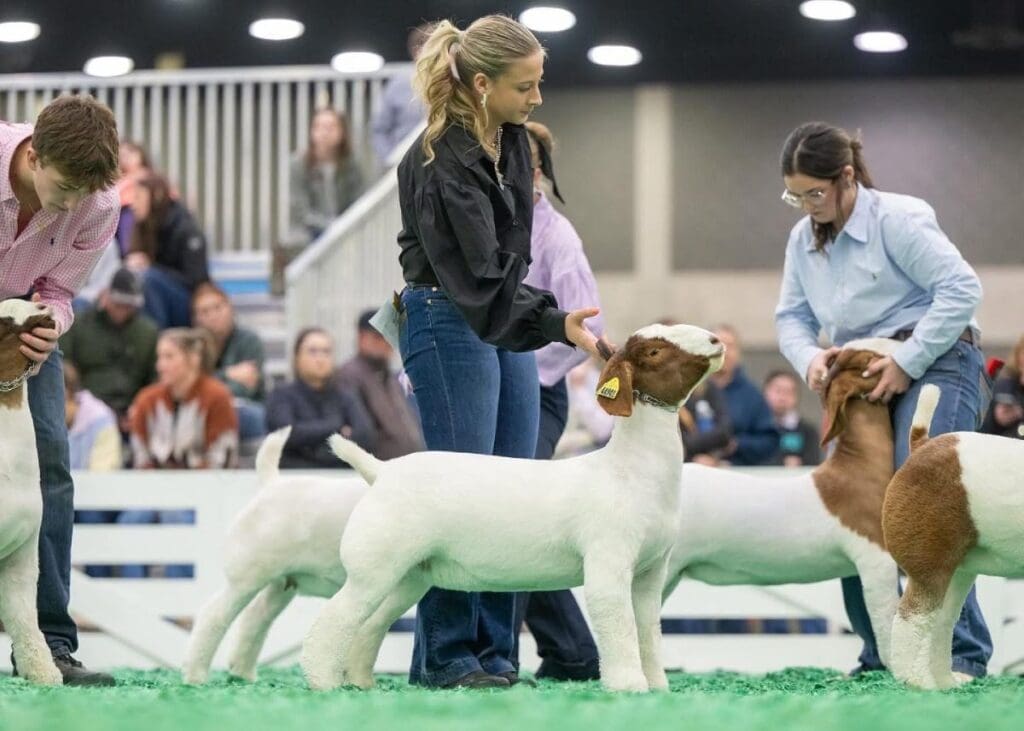 Female showing a sheep