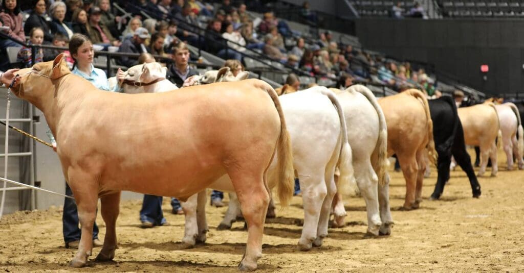 Showing cattle at Dixie Livestock Show. Photo by Dixie National Livestock Show & Rodeo