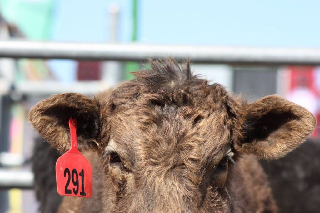 Peeping Cow. Photo by Lost Dutchman Days
