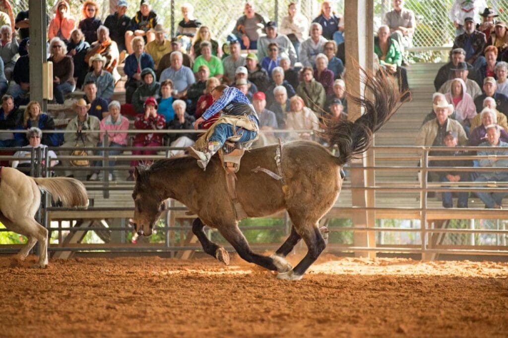 Bronc Riding at Brighton Field Days