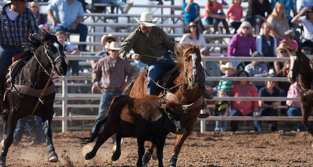 Steer wrestler. Photo from CLN Media.