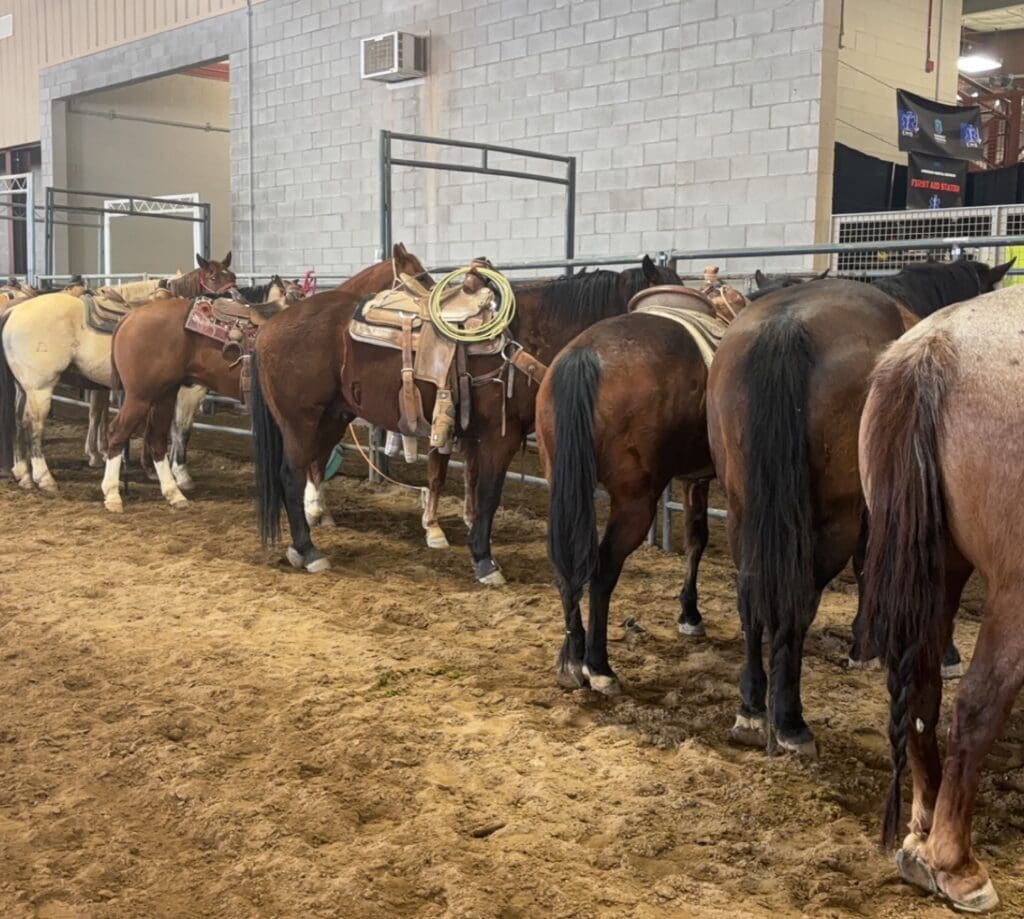horses waiting in the paddock
