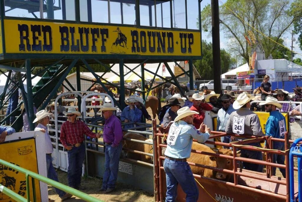 Hanging behind the chutes at Red Bluff Round Up