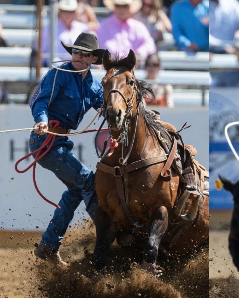 Tie Down roping photo courtesy of Red Bluff Round Up