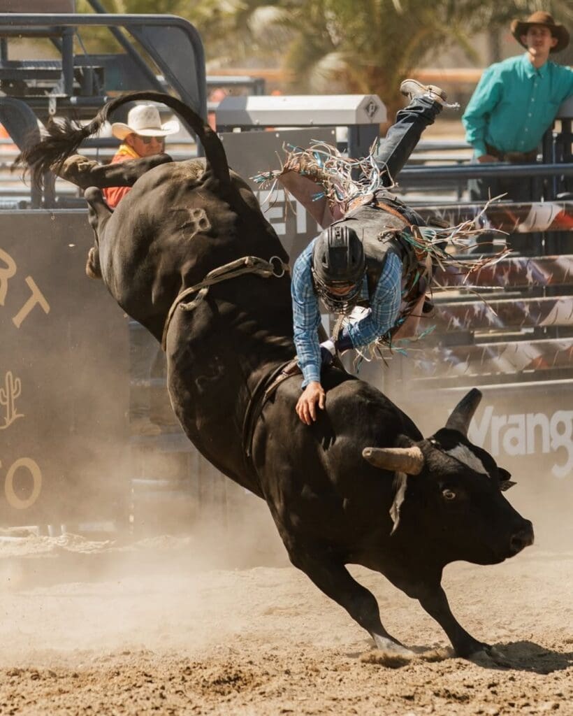 Bull rider in the arena