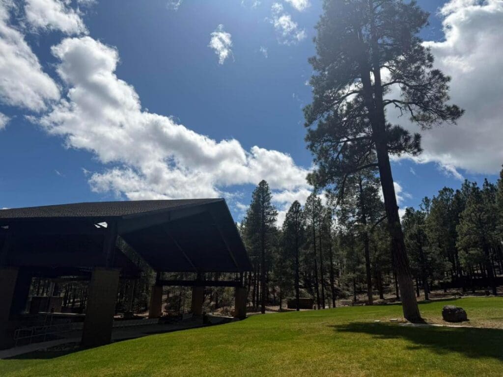 Pepsi Amp w pine trees