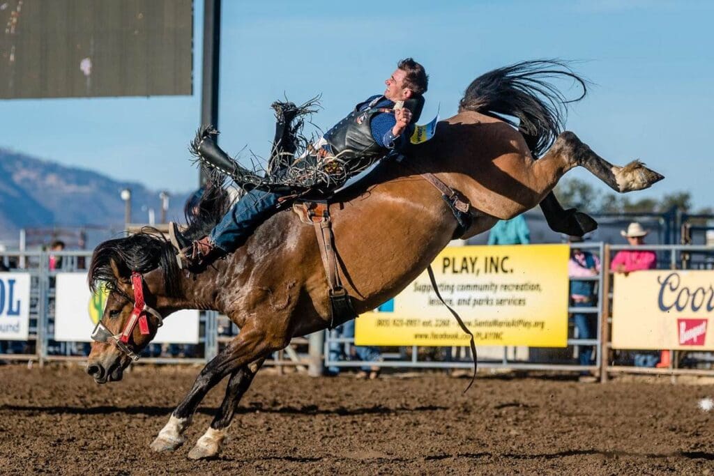 Bronc rider at Santa Maria Elks Rodeo