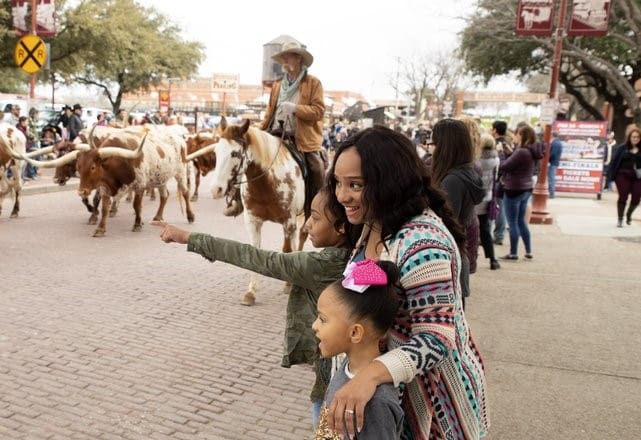 Stock-yards-herd-walk. Photo courtesy of PBR