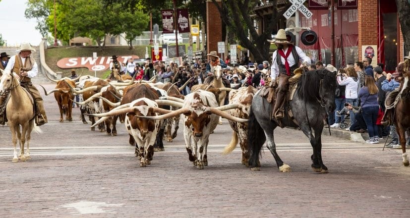 stock-yards-herd-walk