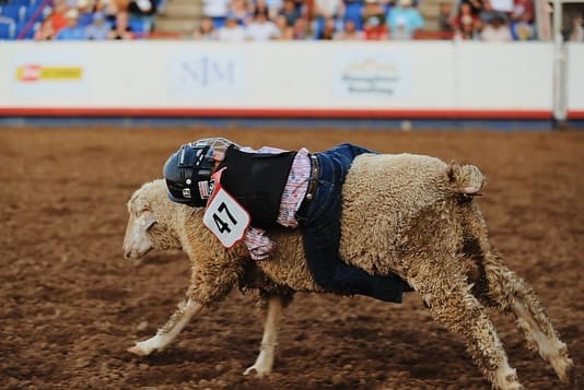Mutton Bustin' contestant
