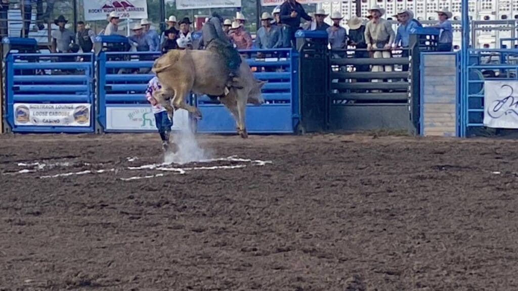 Blue Buckin shoots at Dusty Gliko Bull Riding Challenge.  MTN Sports