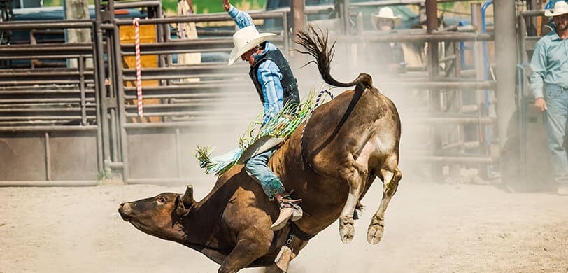 A man riding a bull.  Fred Berger Extreme Bulls 