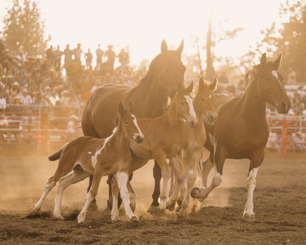 New Horse Family at Sisters Rodeo