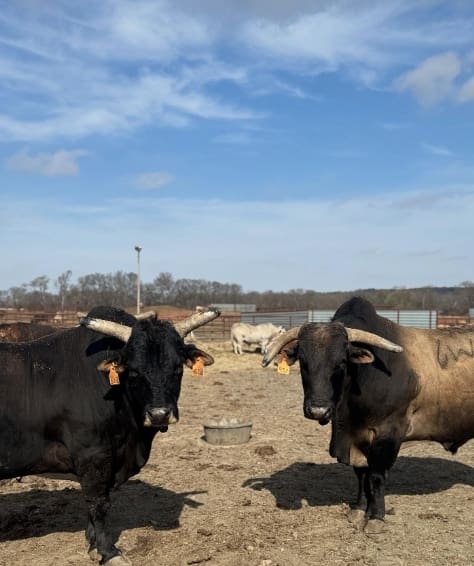 Photo Courtesy Chad Berger Bucking Bulls