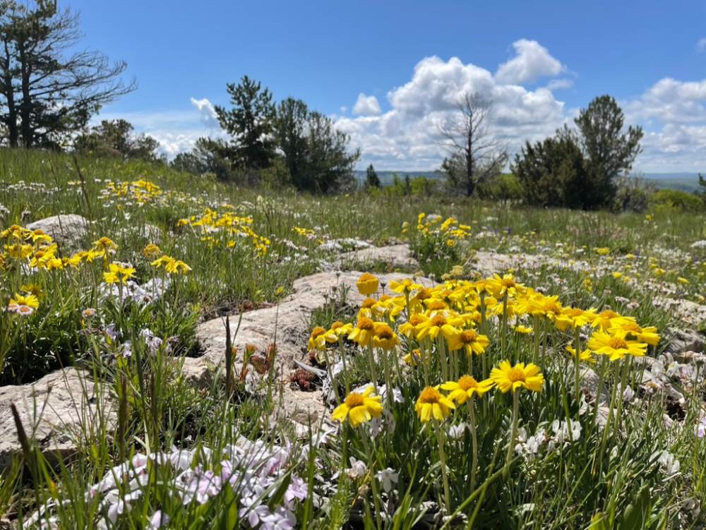 Flowers in bloom in the great outdoors of Wyoming