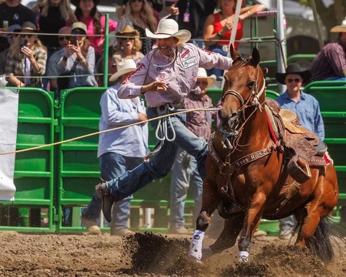 Tie down roping at Livermore Rodeo.  Photo from Livermore Rodeo fb