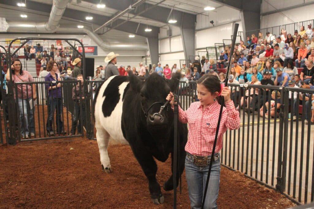 4H contestant with cow