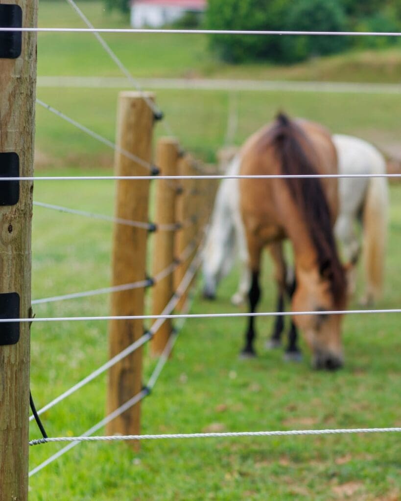 horses behind cameo fencing