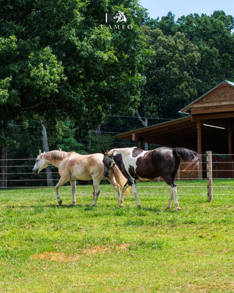 horses in front of cameo fencing