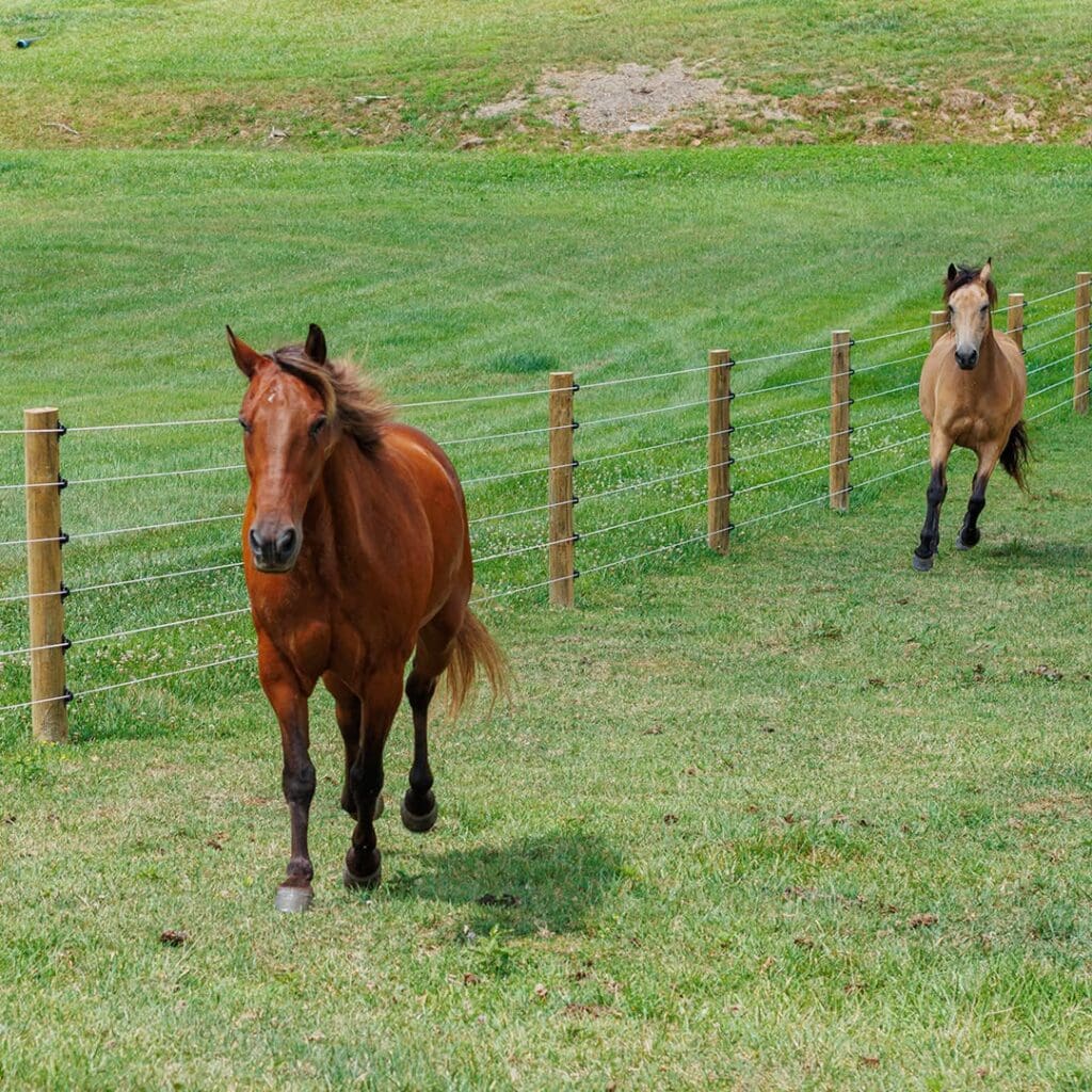horses in front of cameo fencing