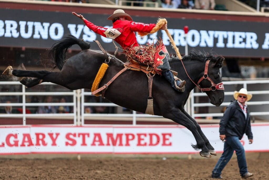 Saddle bronc rider at the Calgary Stampede