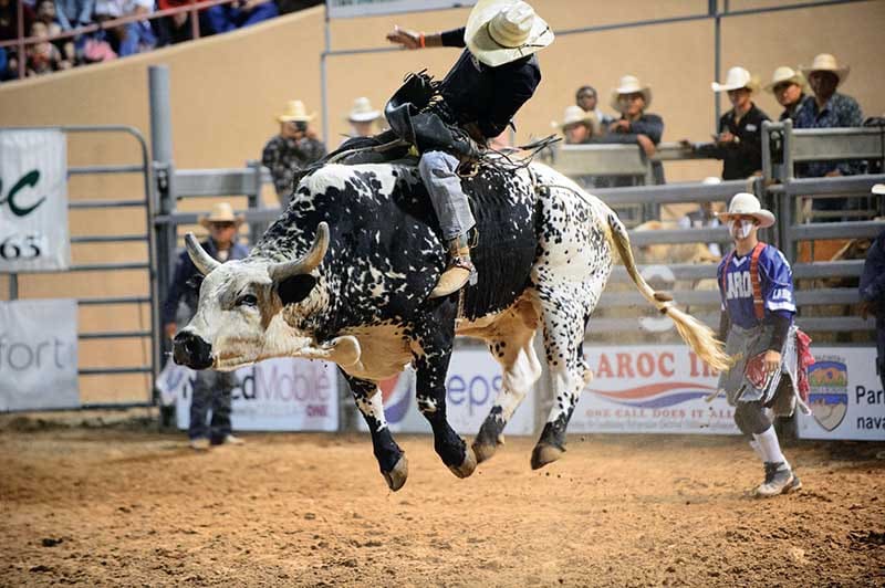 Wild Thing bulls- courtesy of Navajo Times