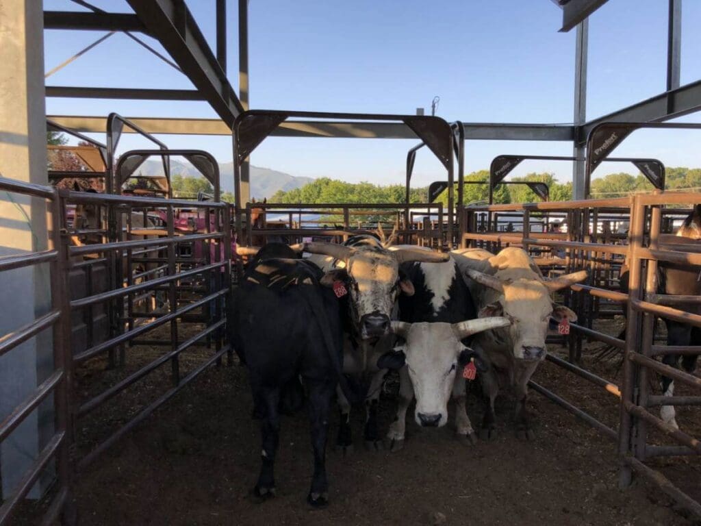 Herd of bulls.  CLN media.  
