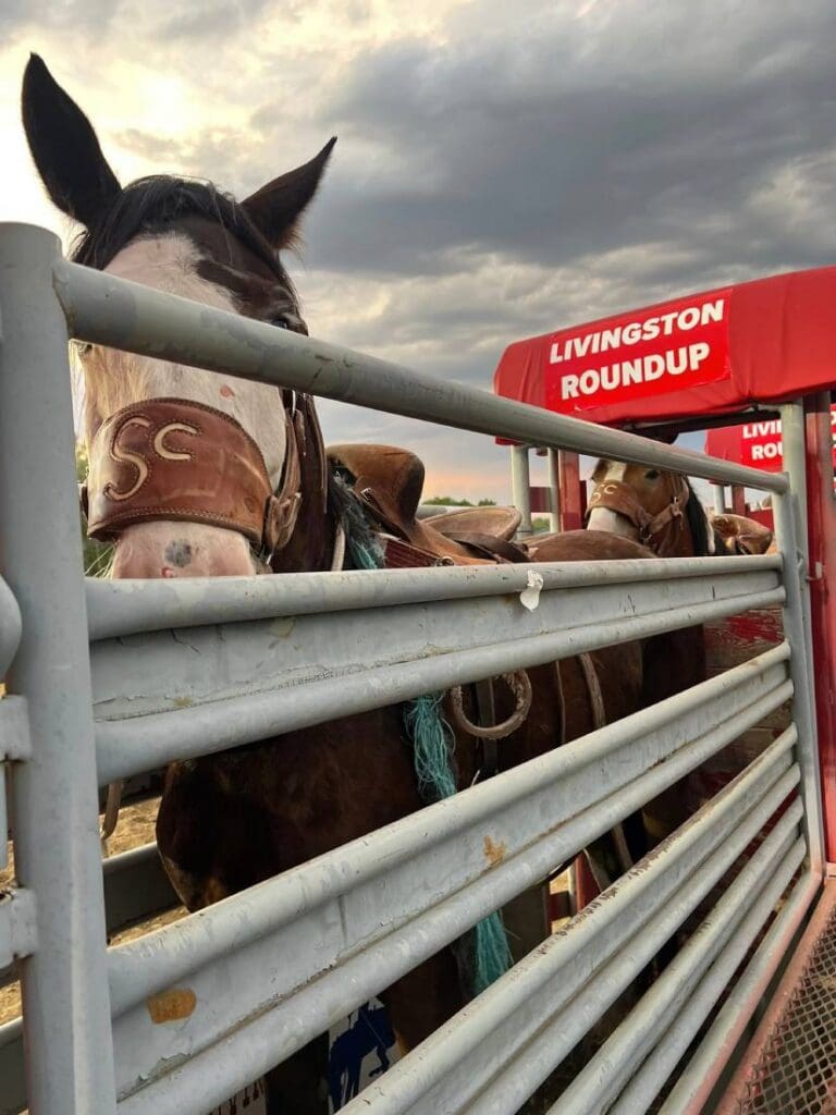 Bronc Horses in the chutes before they perform. Photo credit: Livingston Roundup Rodeo