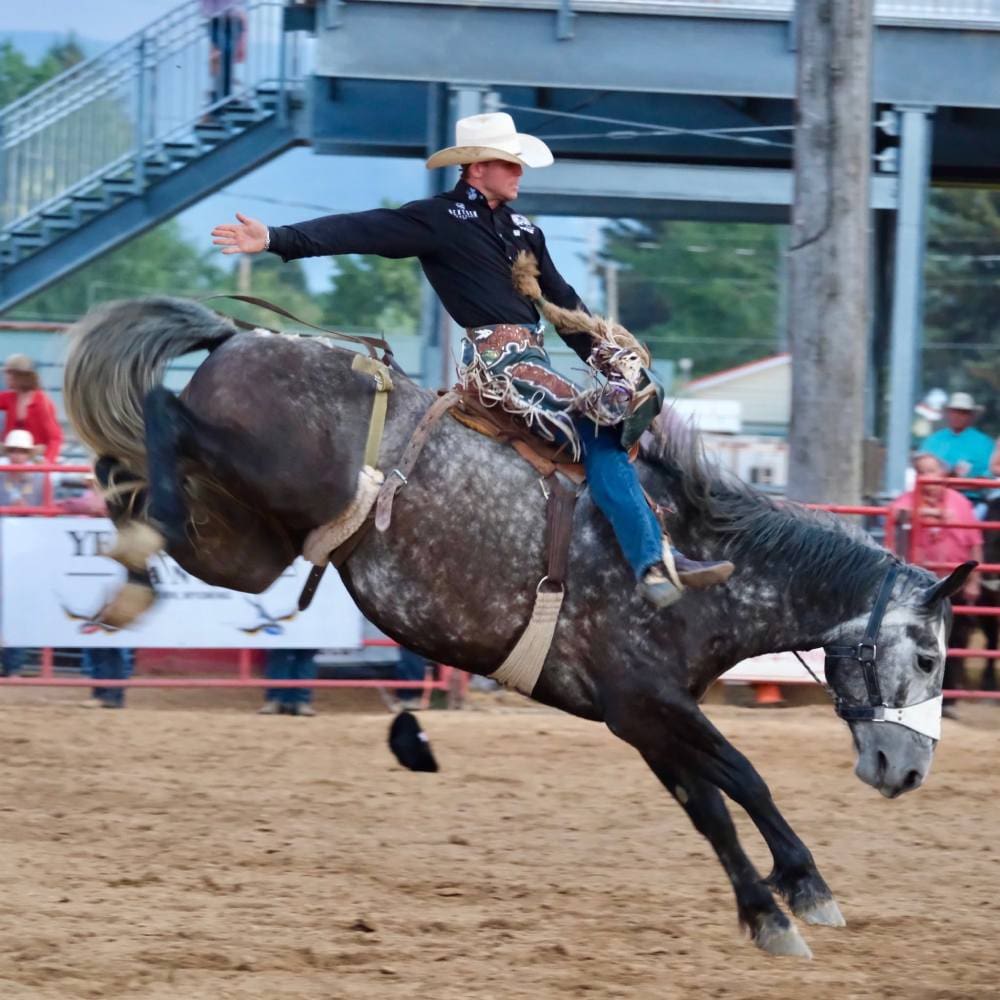 Bronc ride. Photo from Sheridan WYO Rodeo FB