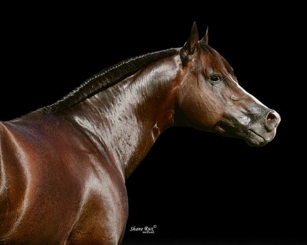 Shane Rux Photo AQHYA World Championship Show 2026 Brings the Nation's Top Youth ...
