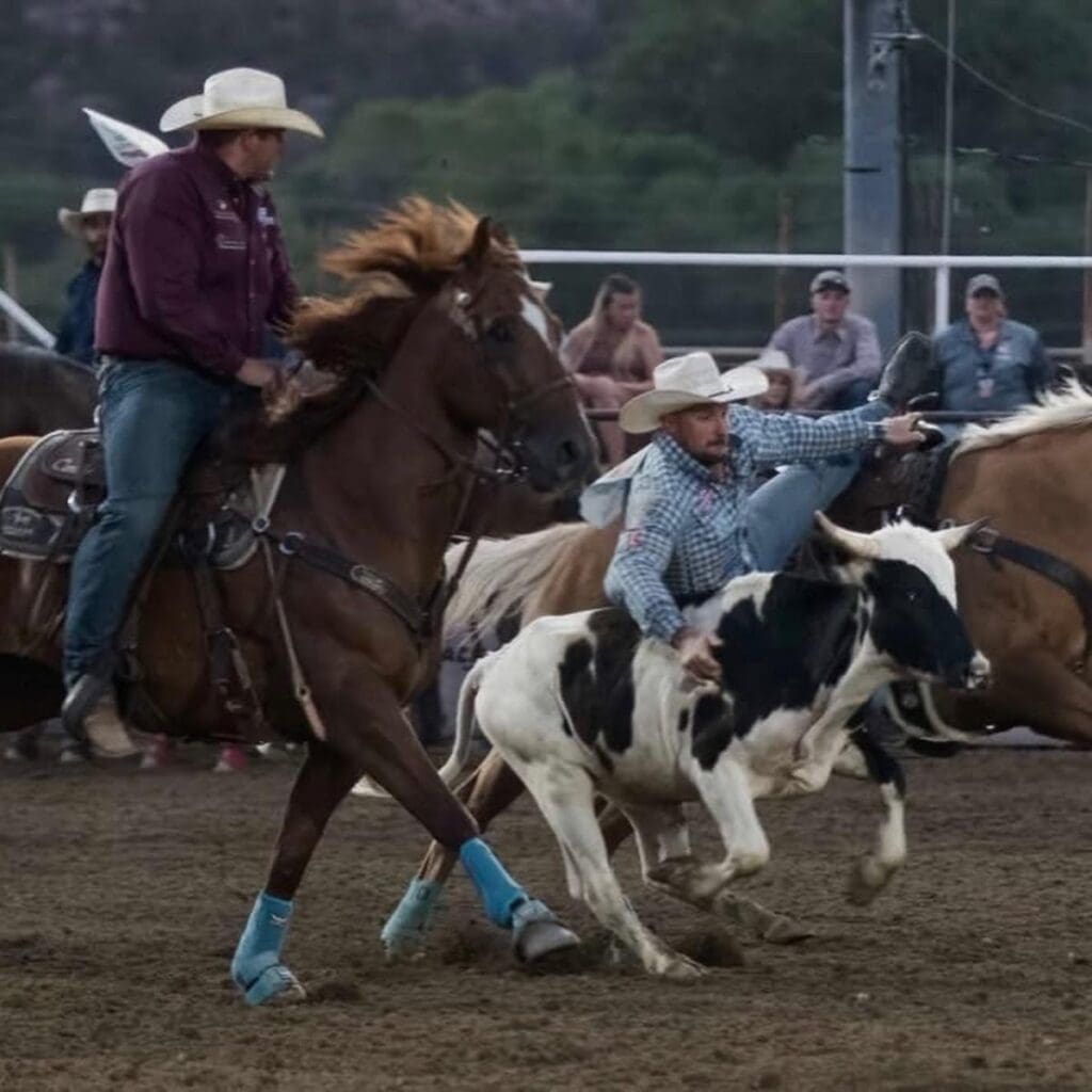 Steer Wrestling.  Photo credit_  Prescott Rodeo