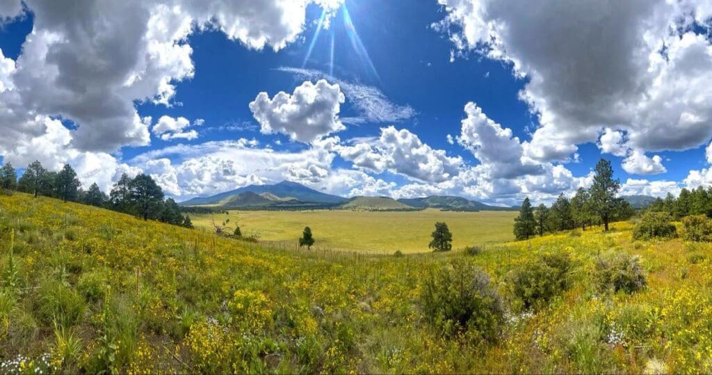Yellow Flowers in Flagstaff