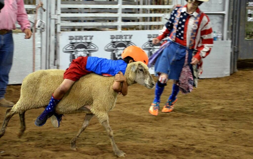 Mutton busting.  