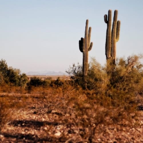 Tall cactus-AZ Adventures photo.