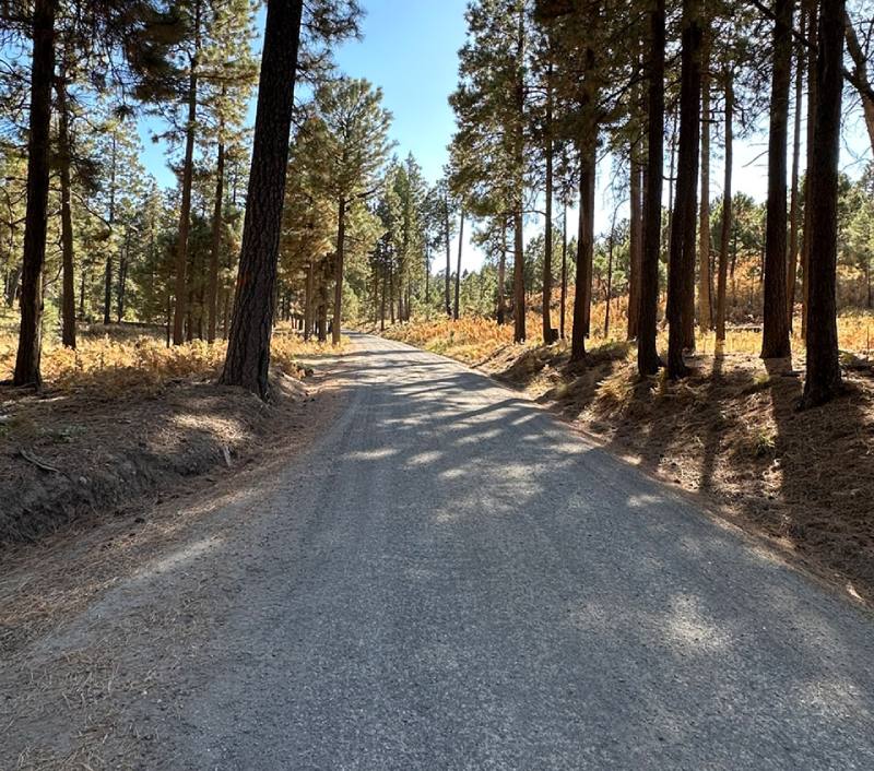 Tall trees- AZ Adventures photo.