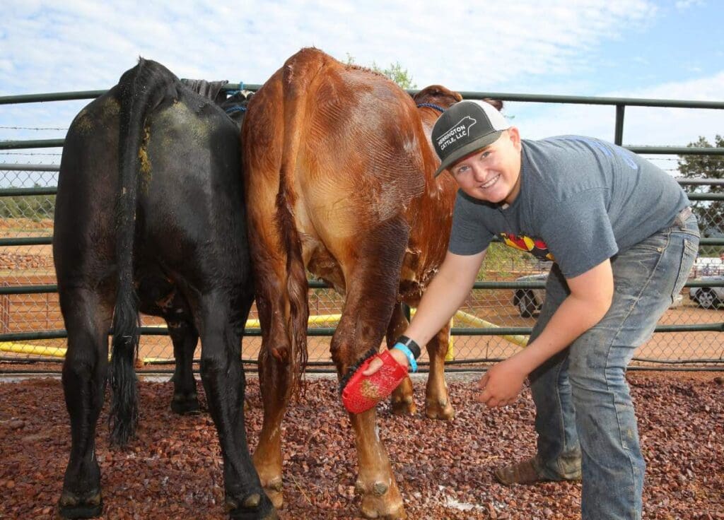 Y9ung man prepping his cattle for showing at Northern Gila County Fair