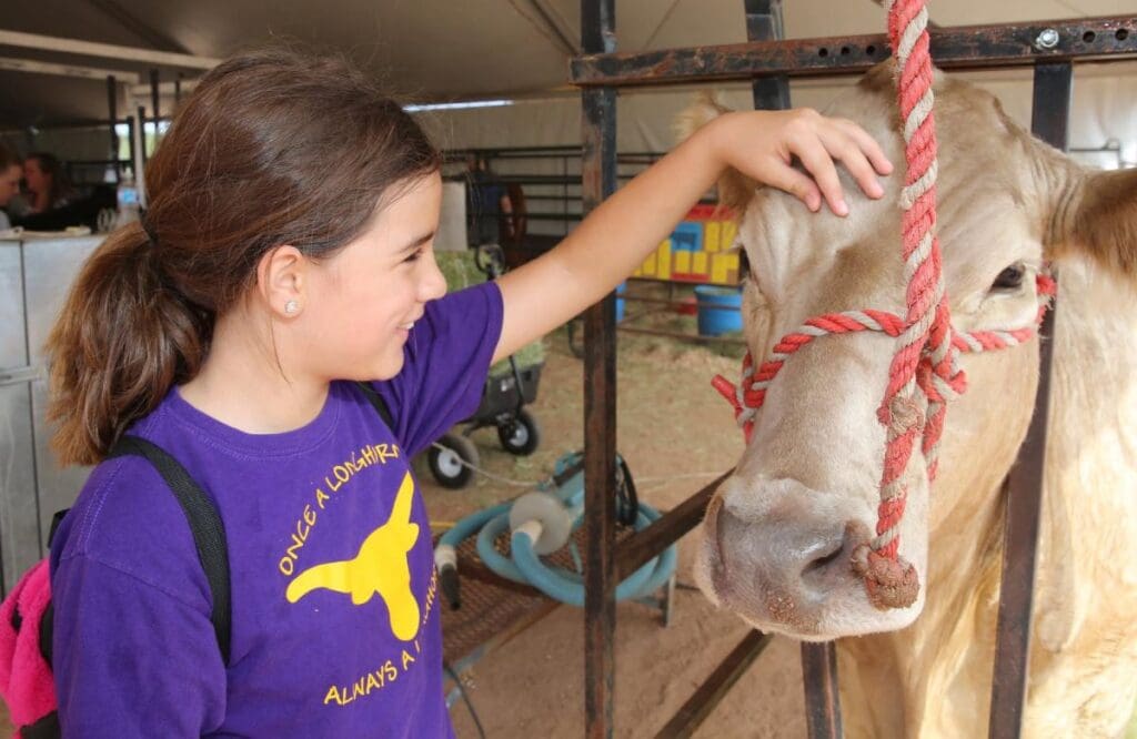 Young child petting a cow at Northern Gila County Fair