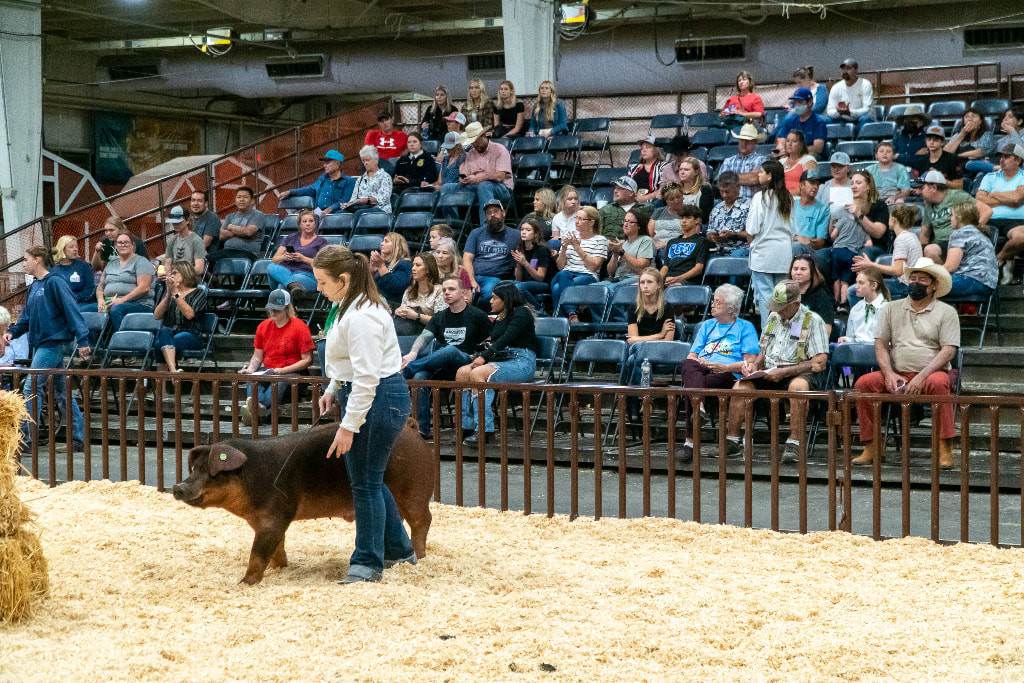 Livestock show.  Photo from AZ State Fair website.