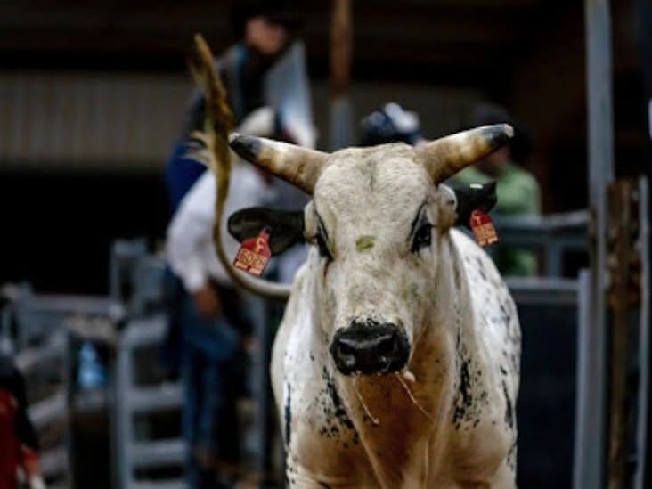 Bulls at Mile High Bull Bash