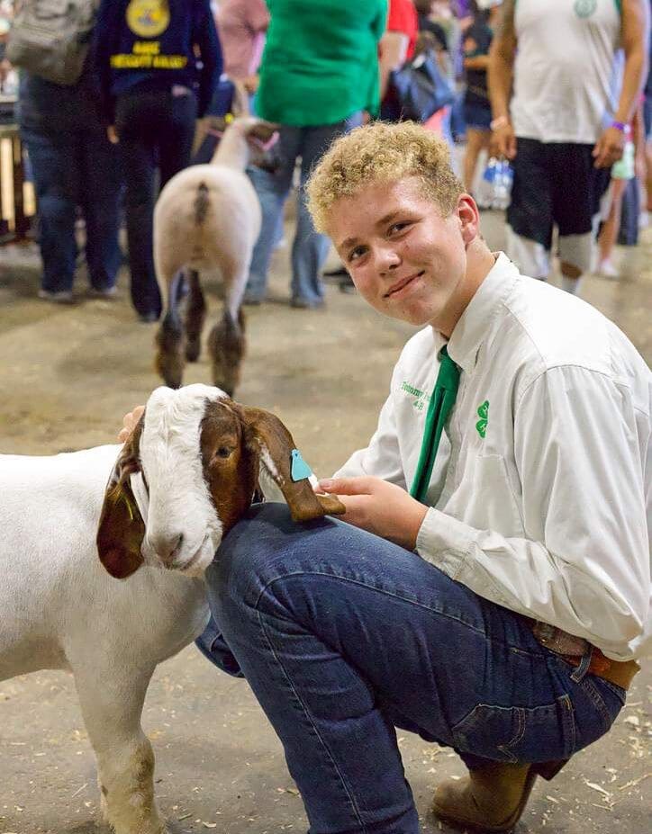 Livestock show. Photo from AZ State Fair website.