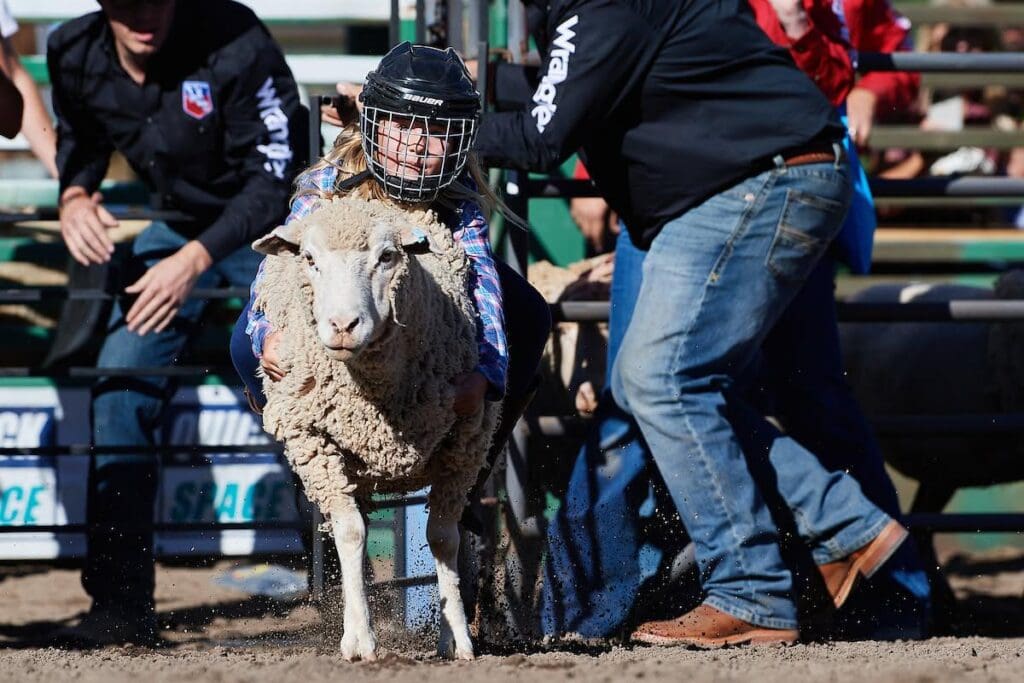 Muttin Busting Photo from Truckee Pro Rodeo Facebook.