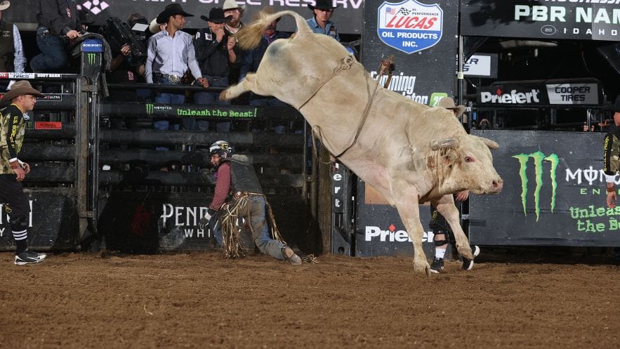 Cool Whip the bull. Photo Courtesy of PBR Website