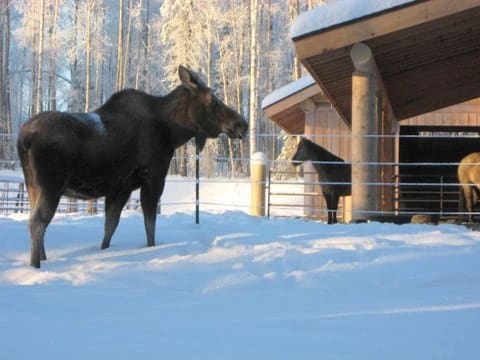Cameo Fence. Photo Courtesy of Cameo Fencing Website.