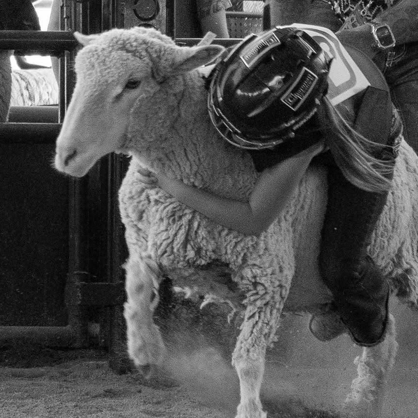 Mutton Busting at Horseshoe Harvest Hangout