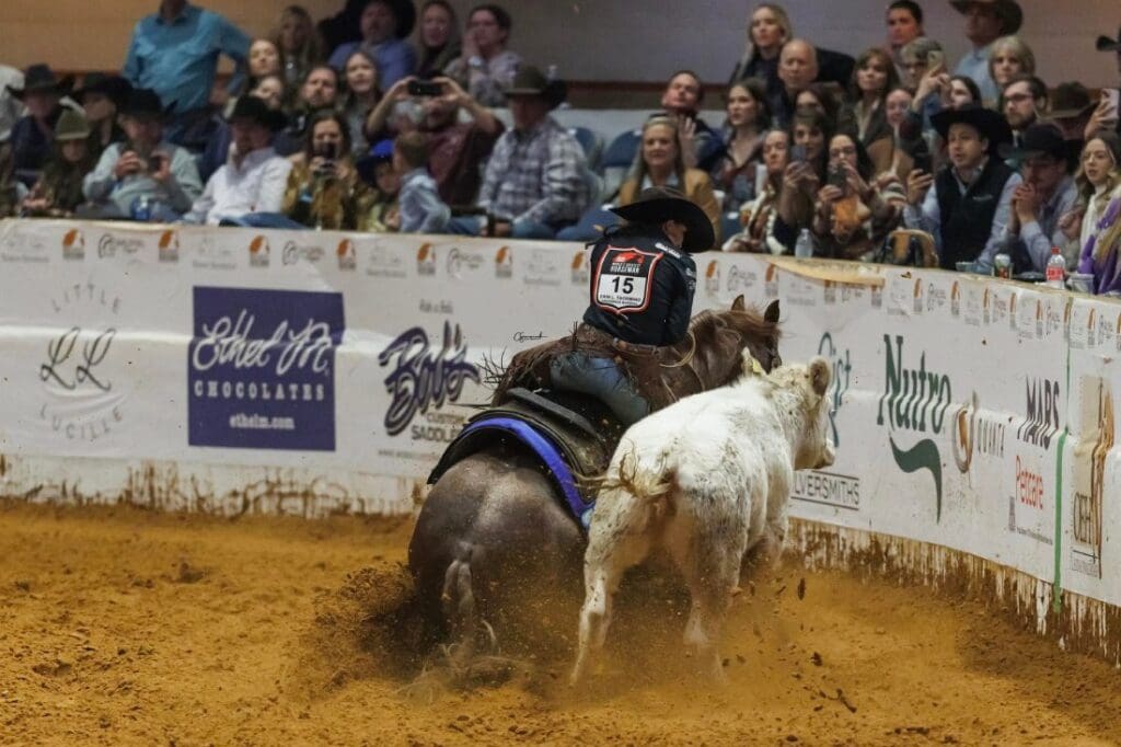 Cow horse.  Photo courtesy of Erin Taormino 